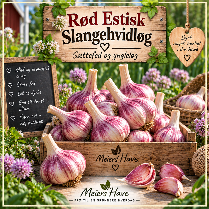 Hvidløg