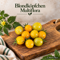 Blondköpfchen Multiflora