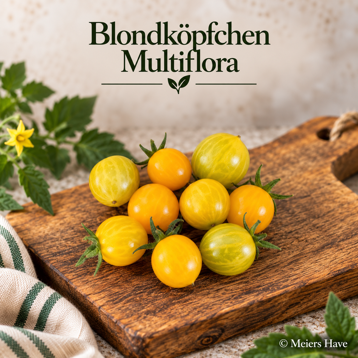 Blondköpfchen Multiflora
