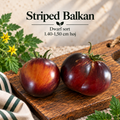 Striped Balkan