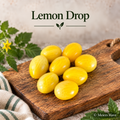 Lemon Drop