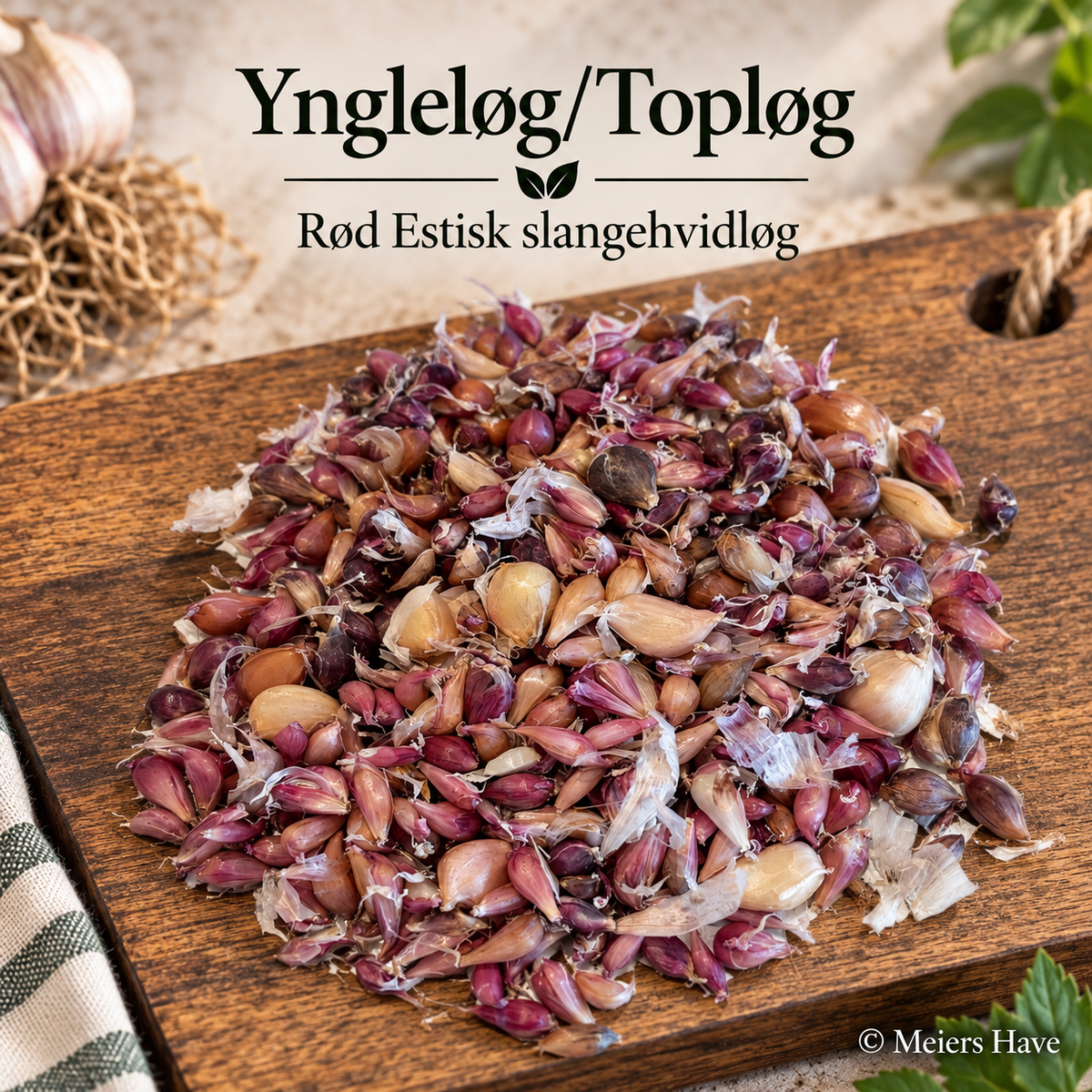 Yngleløg: Rød Estisk Slangehvidløg