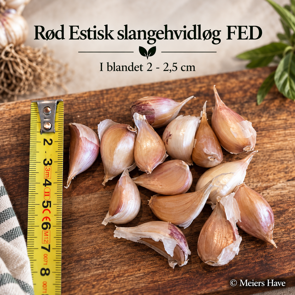 Sættefed: Rød Estisk Slangehvidløg ca. 2-2.5 cm