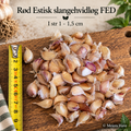 Sættefed: Rød Estisk Slangehvidløg ca. 1-1.5 cm