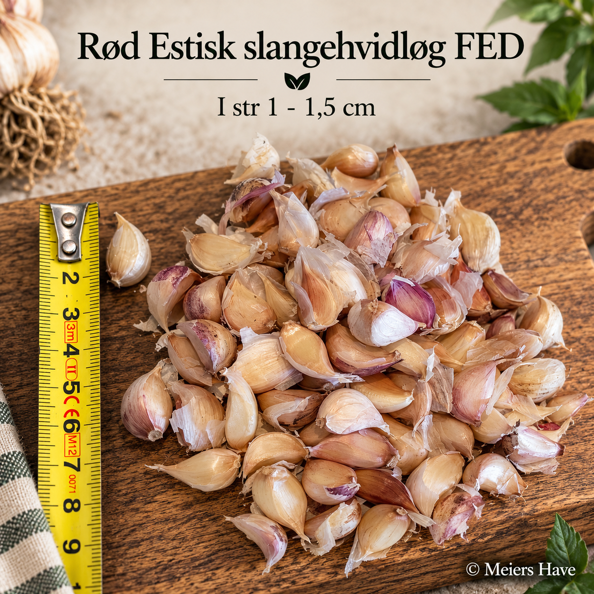 Sættefed: Rød Estisk Slangehvidløg ca. 1-1.5 cm