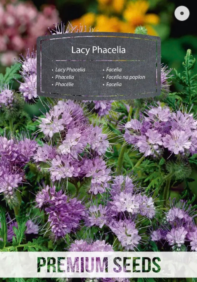 🐝 Honningurt (Phacelia) – Smukke lilla blomster, som bierne elsker!