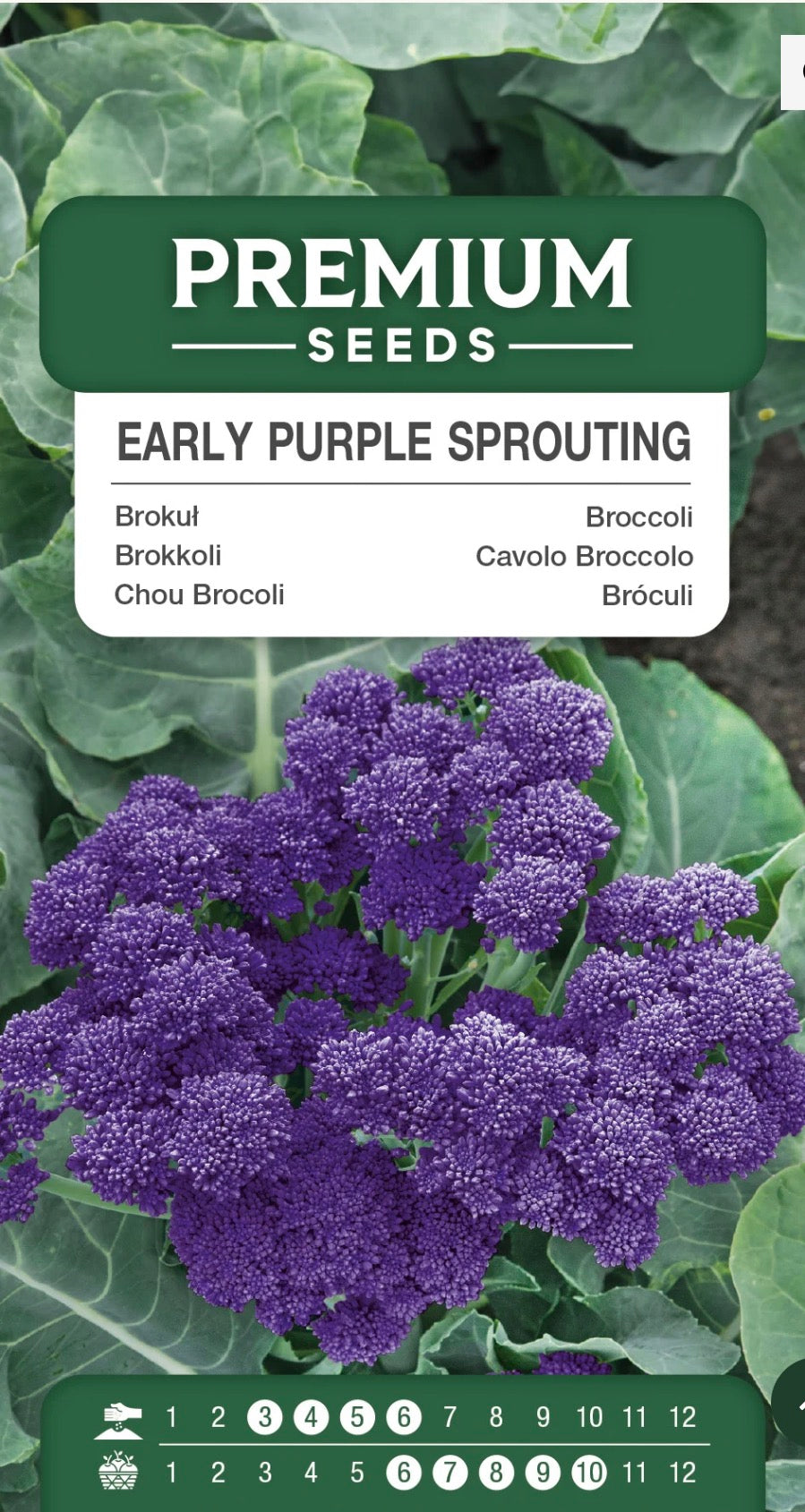 Asparges broccoli 🥦💜 Broccoli Early Purple Sprouting