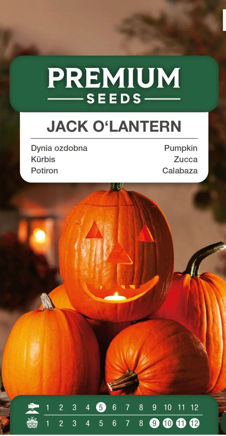 Halloween Græskar | Frø
