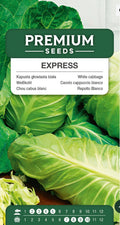 🥬 Express – Ekstra tidlig spidskål | Frø