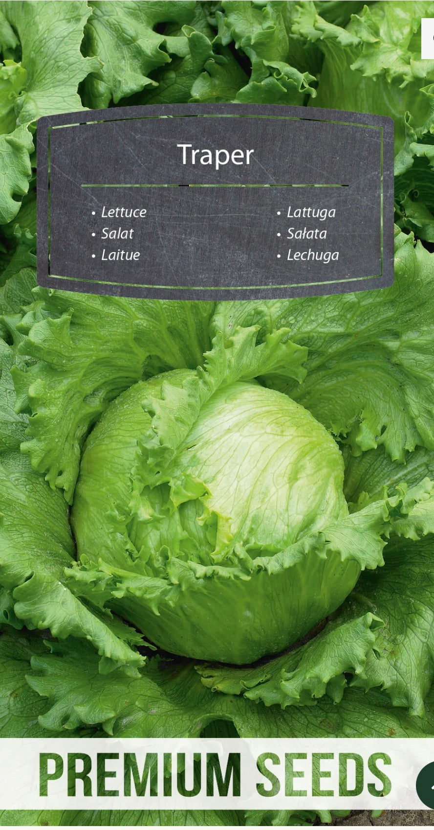 🥬 Salat Traper – Sprød og lækker icebergsalat