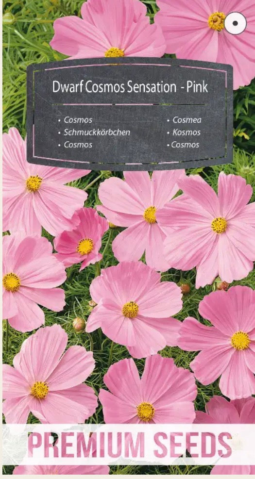 🌸 Stolt kavaler ‘Dwarf Cosmos Sensation Pink’ – Smukke lyserøde blomster, som bierne elsker! 🐝