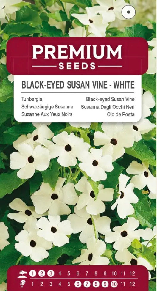 Susanne med det sorte øje ‘White’ – Smuk hvid klatreblomst med mørkt øje 🤍🌼