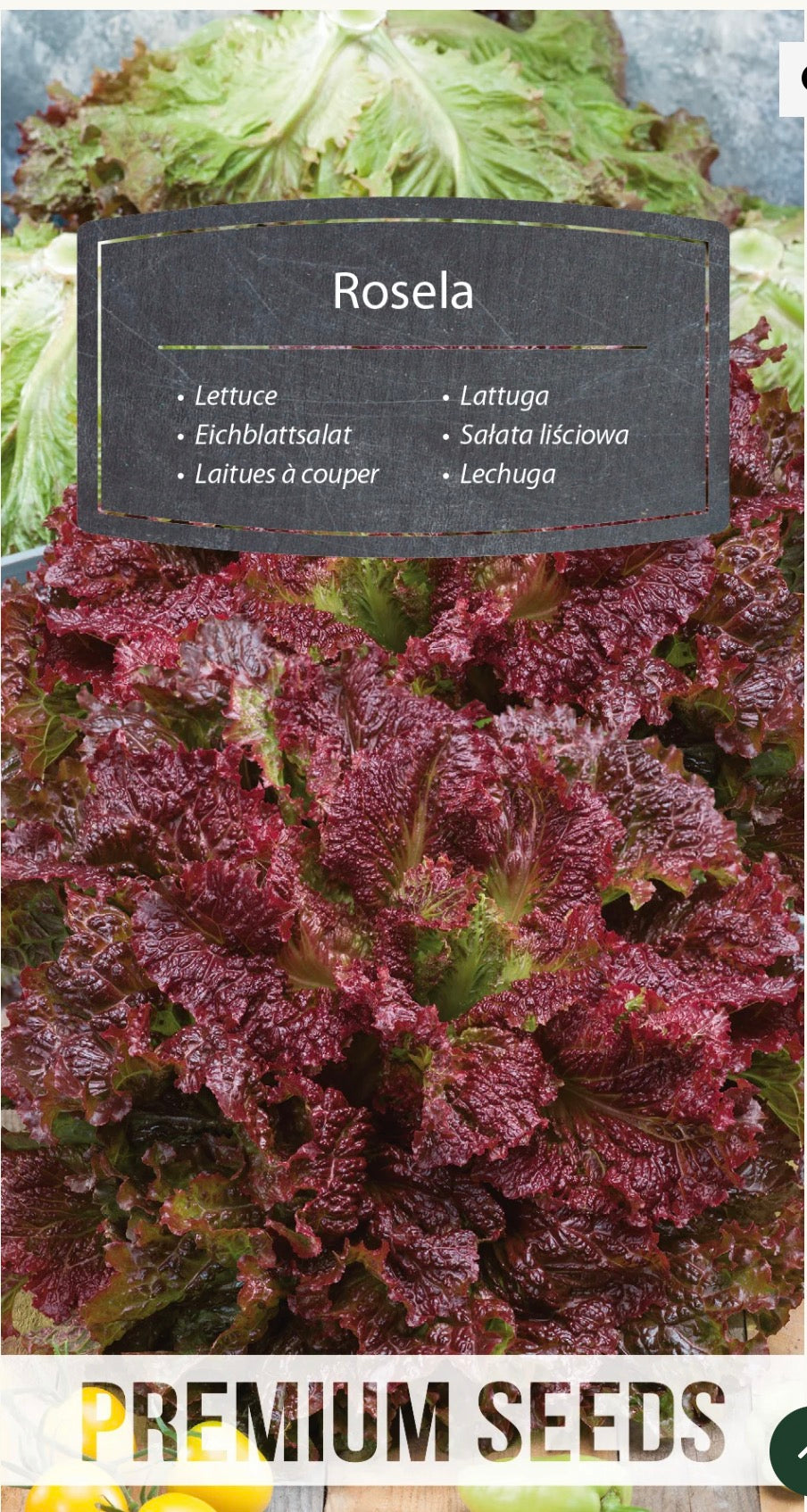 🥬 Salat Rosela – Smuk rød pluksalat med sprøde blade ❤️