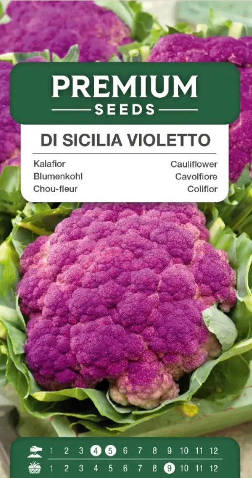 Blomkål Di Sicilia Violetto – Smuk lilla blomkål til efterårshøst 💜🥬