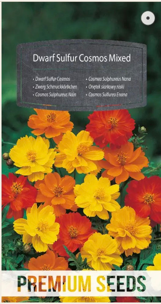 🌼 Stolt kavaler ‘Dwarf Sulfur Cosmos Mixed’ – Smukke blomster i gule, orange og røde nuancer! 🐝🦋