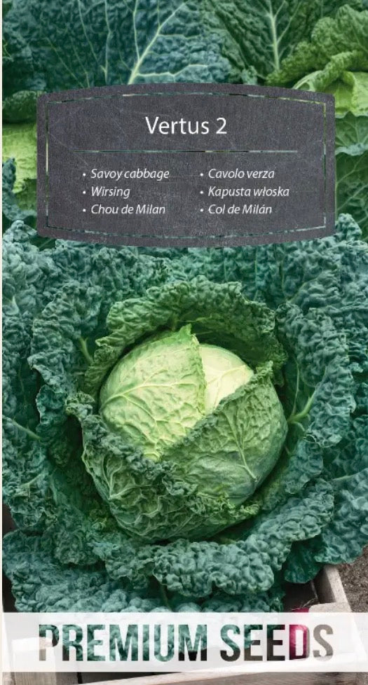 🥬 Savoykål ‘Vertus 2’ – Store, flotte kålhoveder med lækre, krøllede blade!