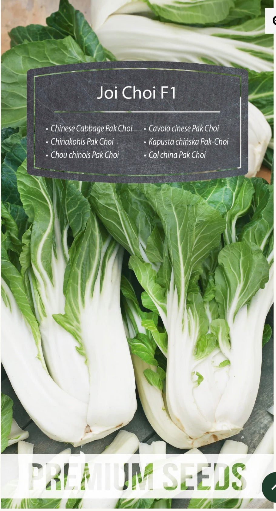 Pak Choi Joi Choi F1 – Sprød, saftig og høstklar på kun 5–6 uger!