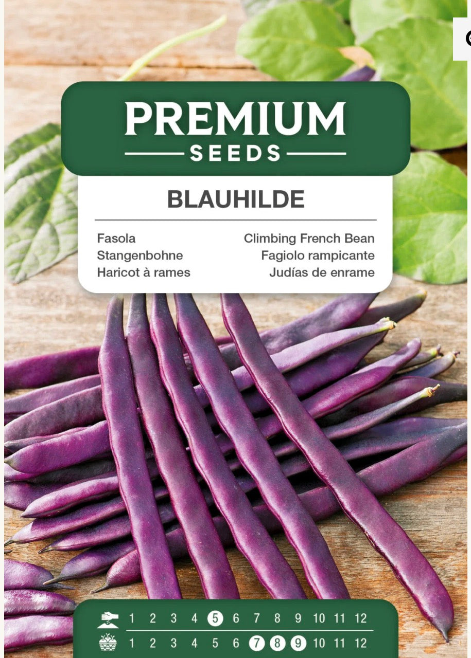 🌱 Klatrebønne Blauhilde – Lilla, spiselige bælge med fantastisk smag 💜