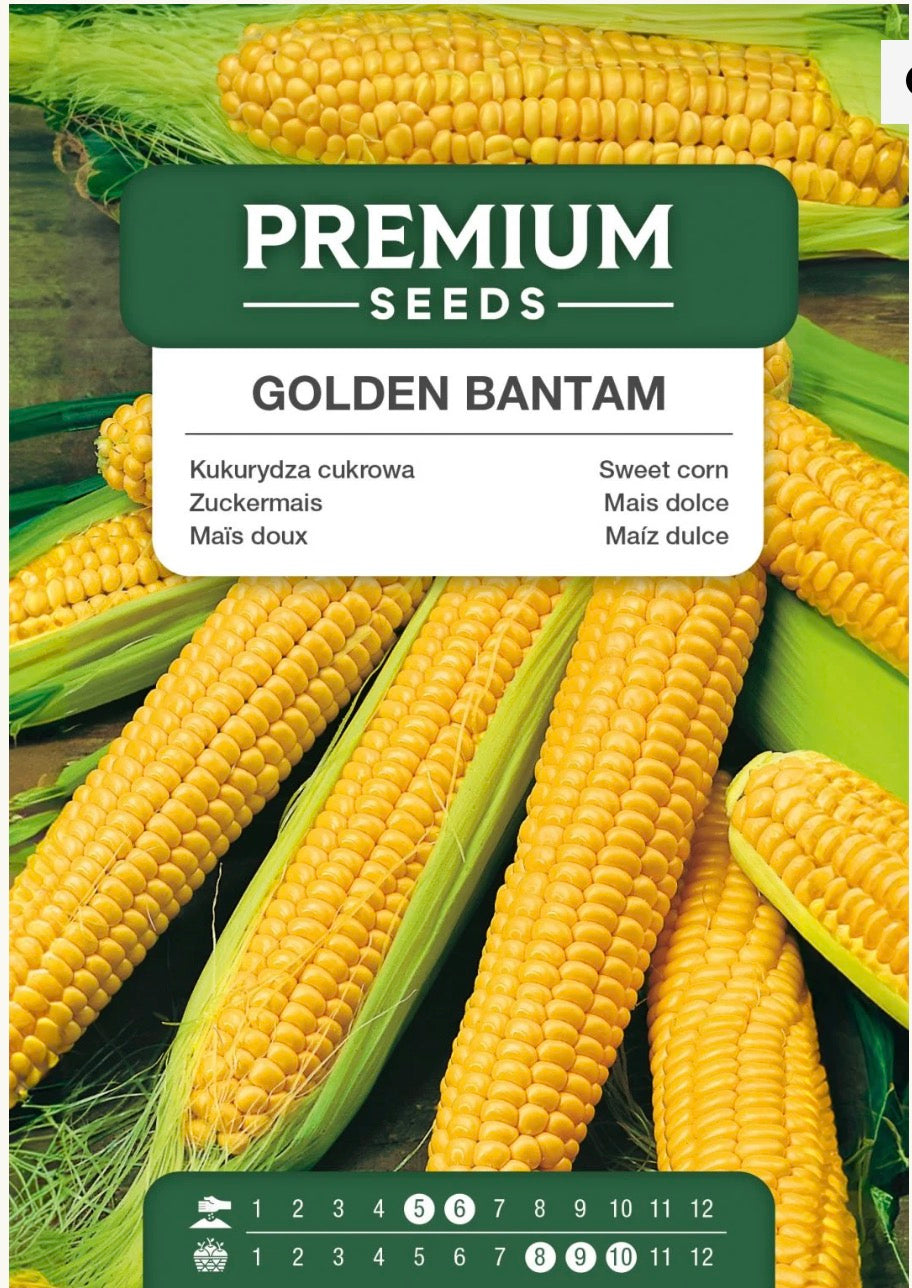 🌽 Sukkermajs Golden Bantam – Søde, saftige og lækre majskolber 💛