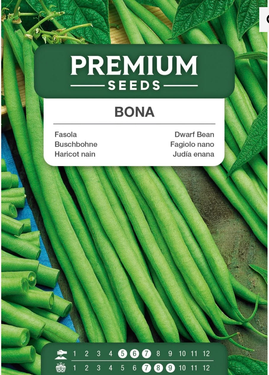 🌱 Buskbønne Bona – Sprøde, trådfri og utrolig produktive grønne bønner 💚