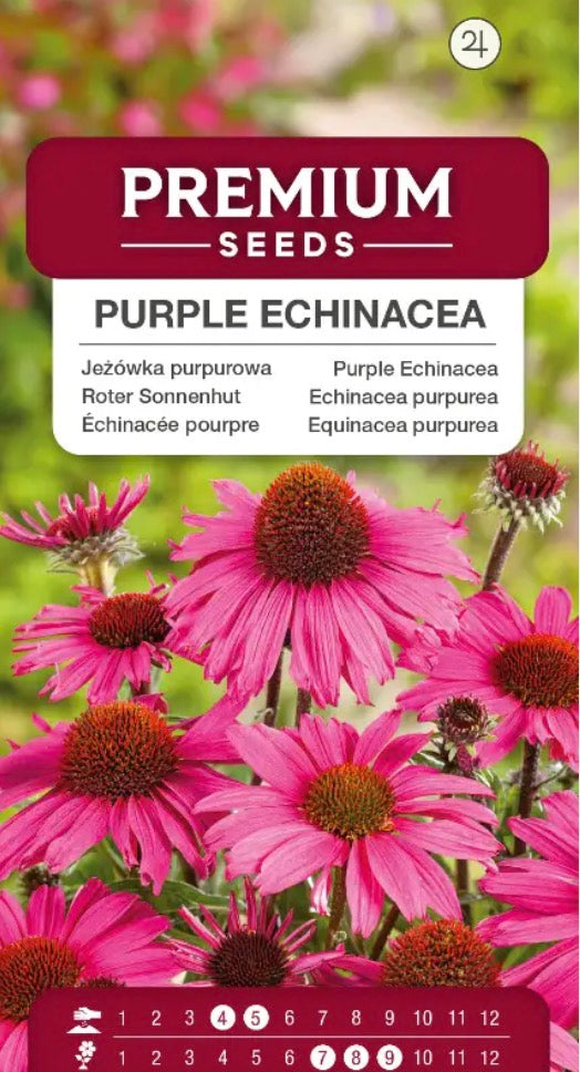 🌸 Purpursolhat ‘Purple Echinacea’ – Smukke lilla blomster, som bier og sommerfugle elsker! 🐝🦋