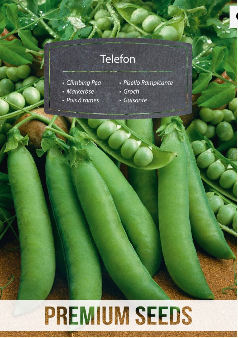 🌱 Ært Telephone (Telefon) – Høj, sød og utrolig produktiv 💚