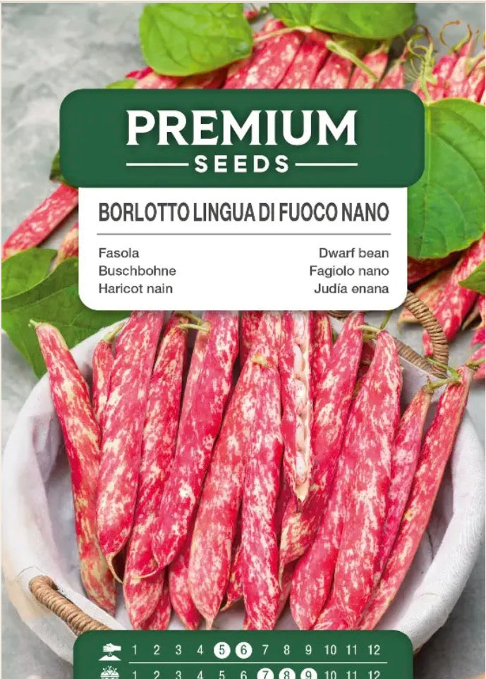 Borlottobønne Lingua di Fuoco Nano – Smukke, rødstribede buskbønner 🌱🫘