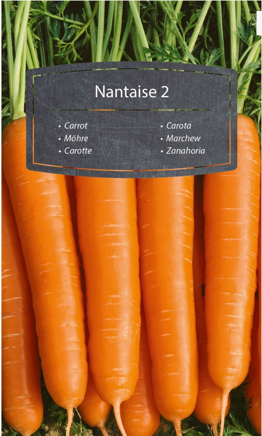 🥕 Gulerod Nantaise 2 – Sød, sprød og saftig