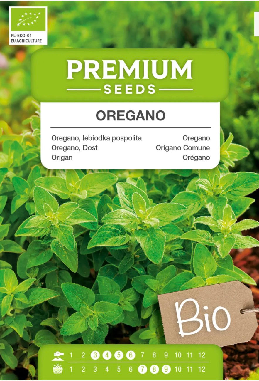 🌿 Økologisk Oregano – Flerårig og aromatisk krydderurt 💚