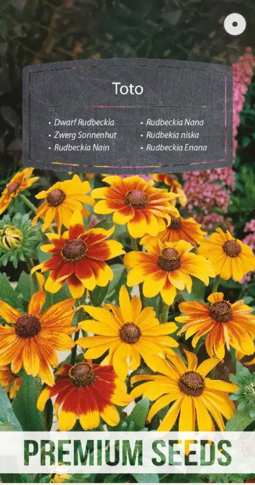 🌼 Solhat - Rudbeckia ‘Toto Mixed’ – Farverige, kompakte sommerblomster, der tiltrækker insekter