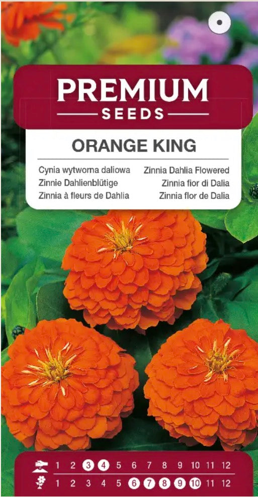 🌼 Frøkenhat ‘Orange King’ – Store, fyldte blomster i strålende orange