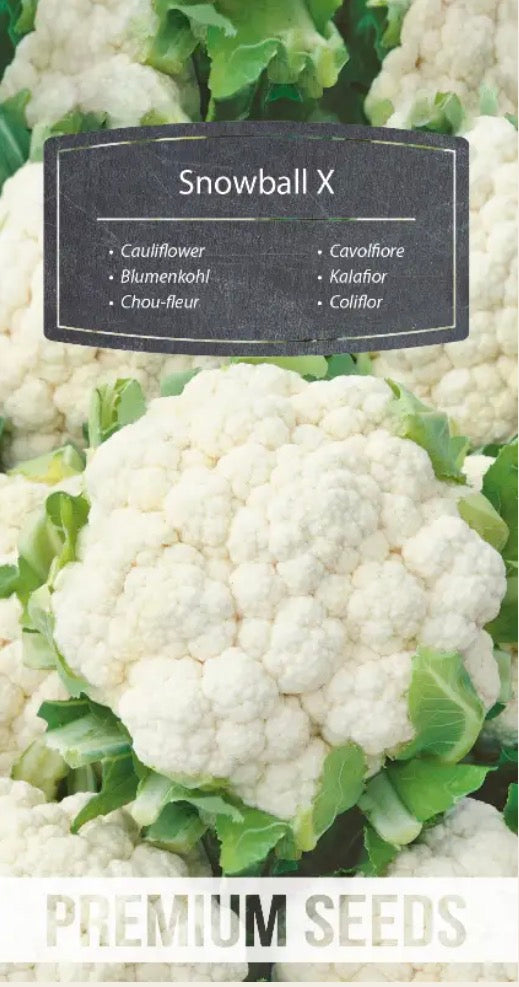 Blomkål Snowball X – Store, snehvide og flotte blomkål 🥬