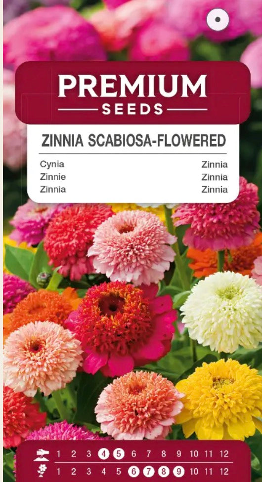 🌸 Frøkenhat ‘Scabiosa Flowered Mixed’ – Unikke, fyldte blomster i fantastiske farver! 🐝🦋