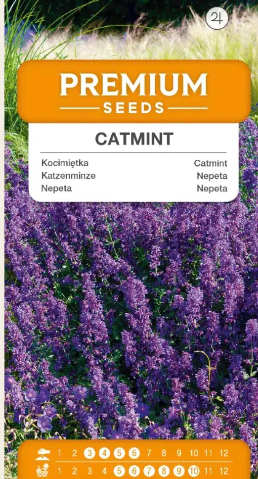 💜 Katteurt ‘Nepeta mussinii’ – Smukke lilla blomster, som bierne elsker! 🐝🦋