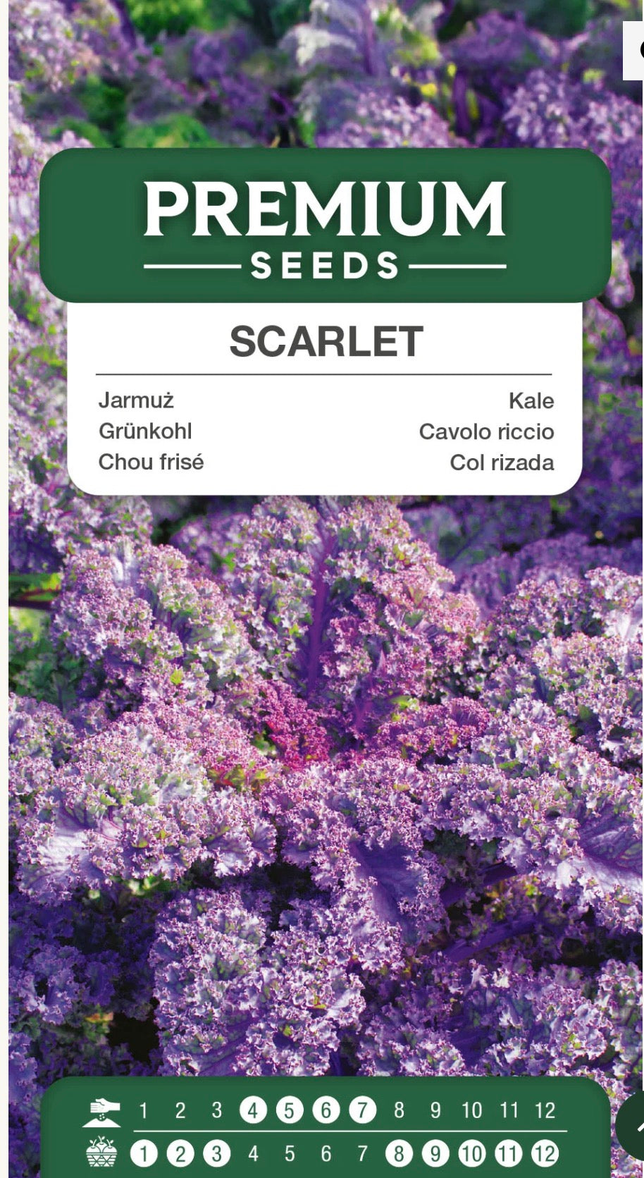 💜 Grønkål Scarlet – Smuk lilla grønkål med fantastisk vinterhårdførhed