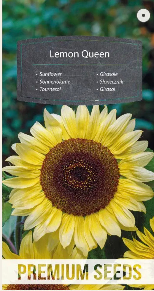 🌻 Solsikke ‘Lemon Queen’ – Smukke citrongule blomster, som bierne elsker! 🐝🦋